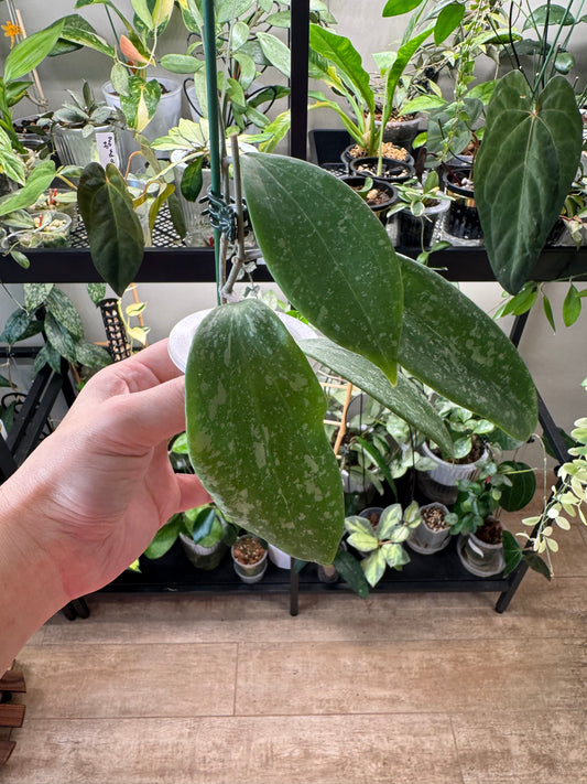 Hoya wibergaie