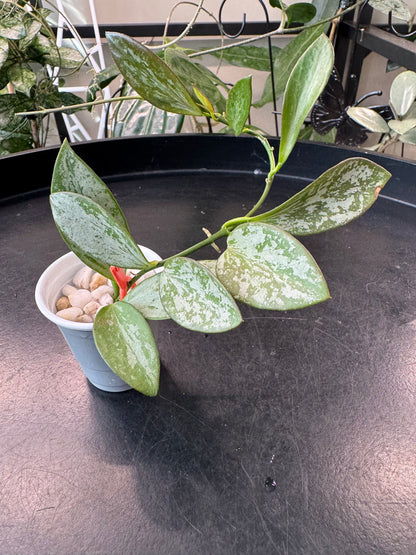 Hoya aff collina sp Papua Silver Splash