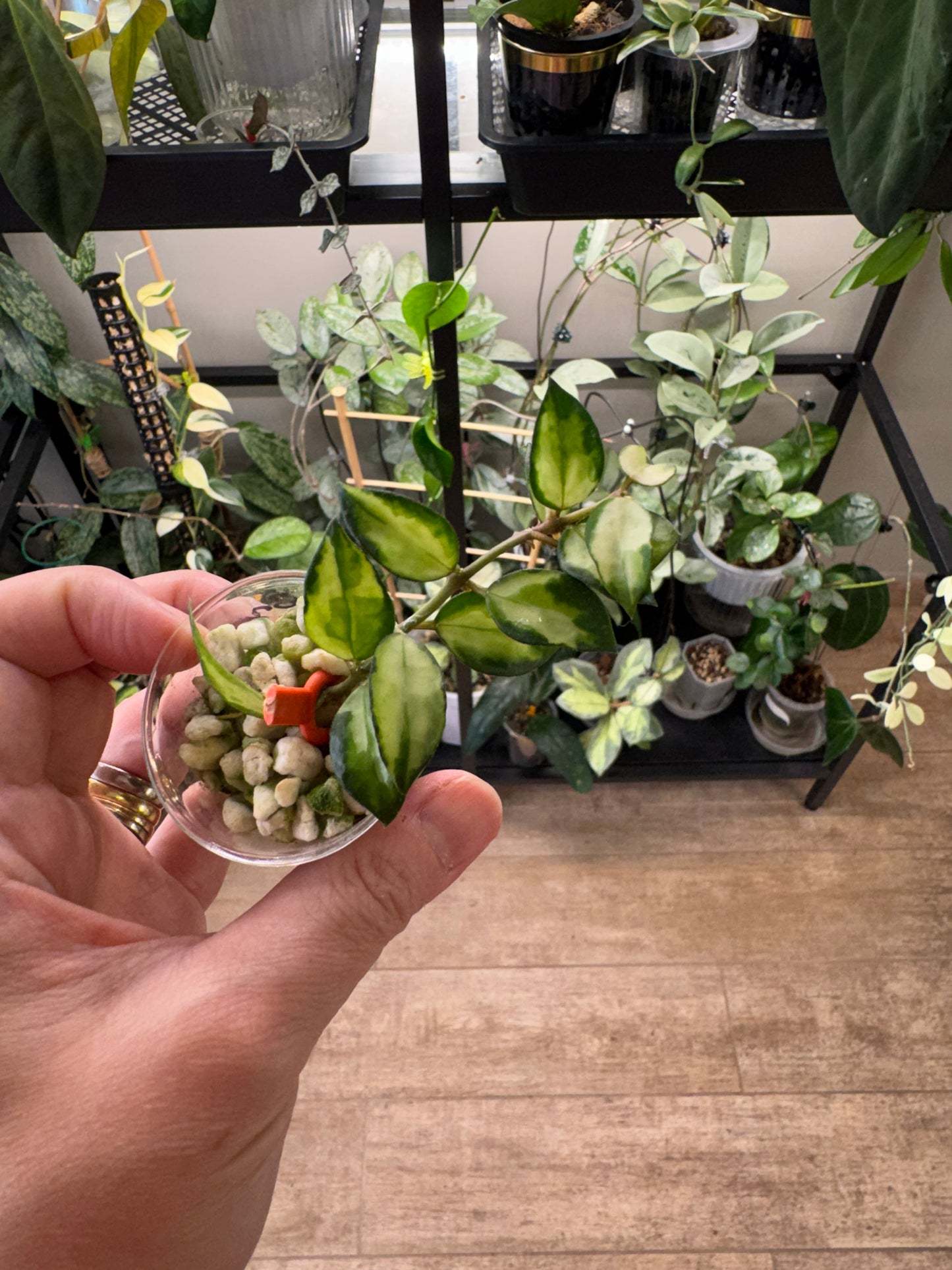 Hoya Lacunosa Bruno