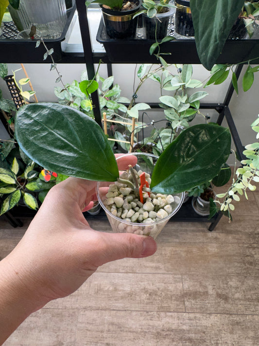 Hoya ut033
