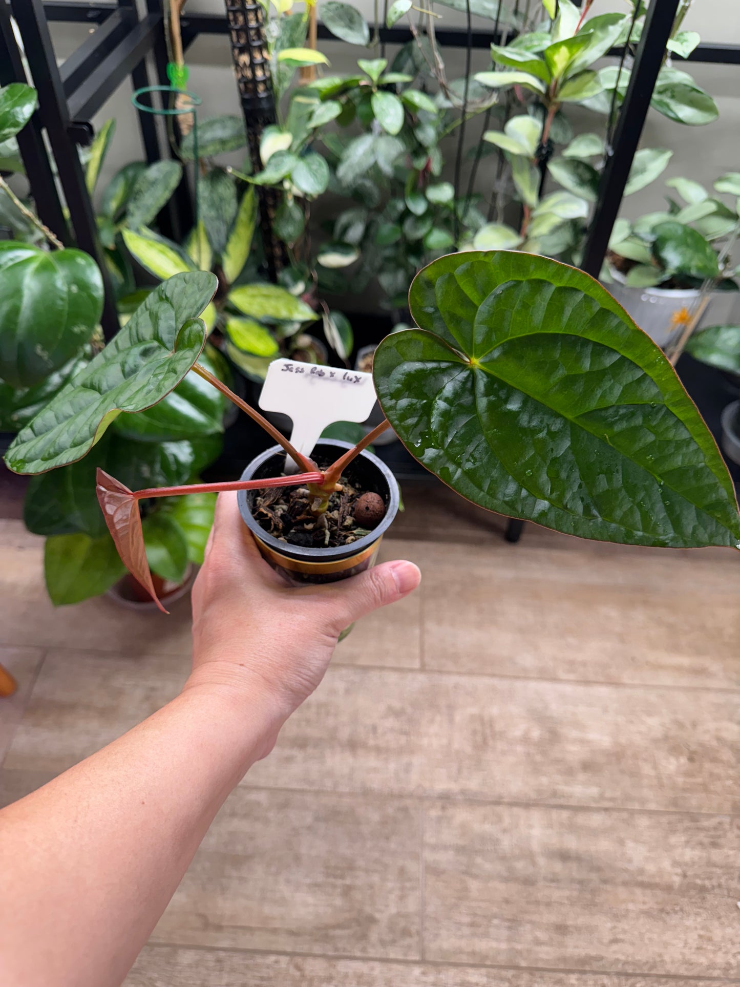 Anthurium Jessica rabbit x luxurian