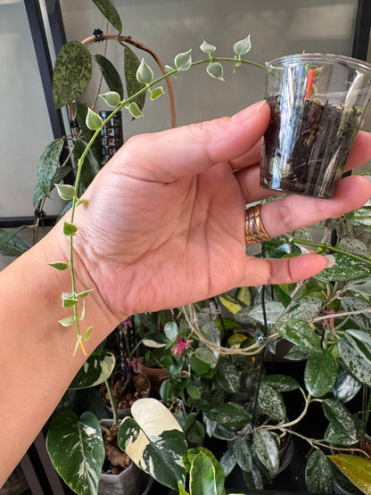 Dischidia variegated million hearts