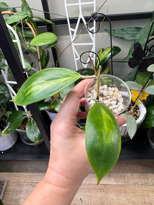 Hoya incrassata moonshadow