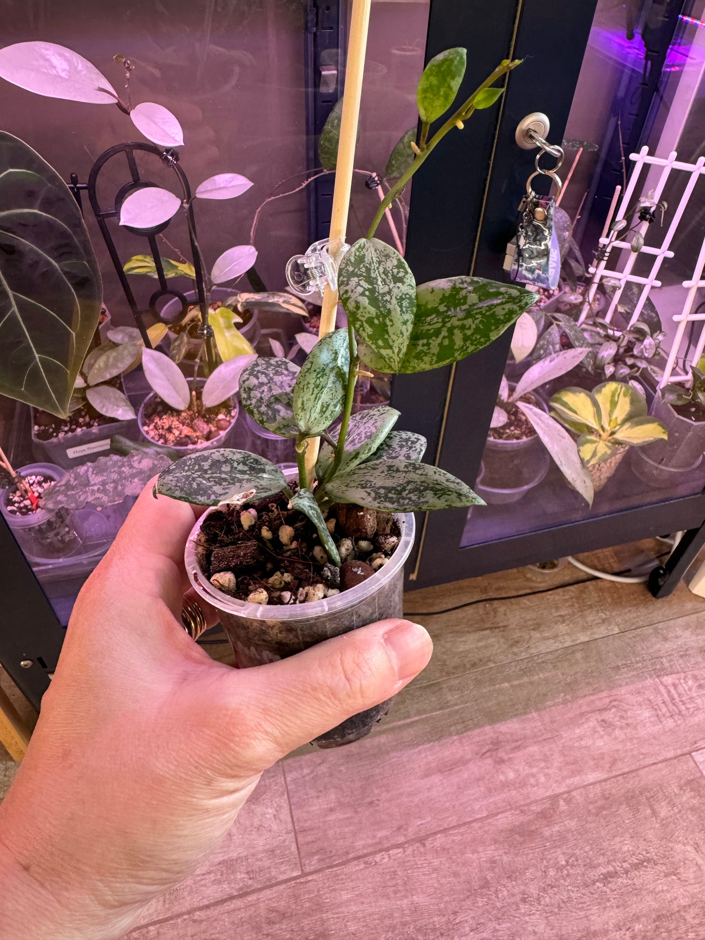 Rare Hoya lacunosa silver lime