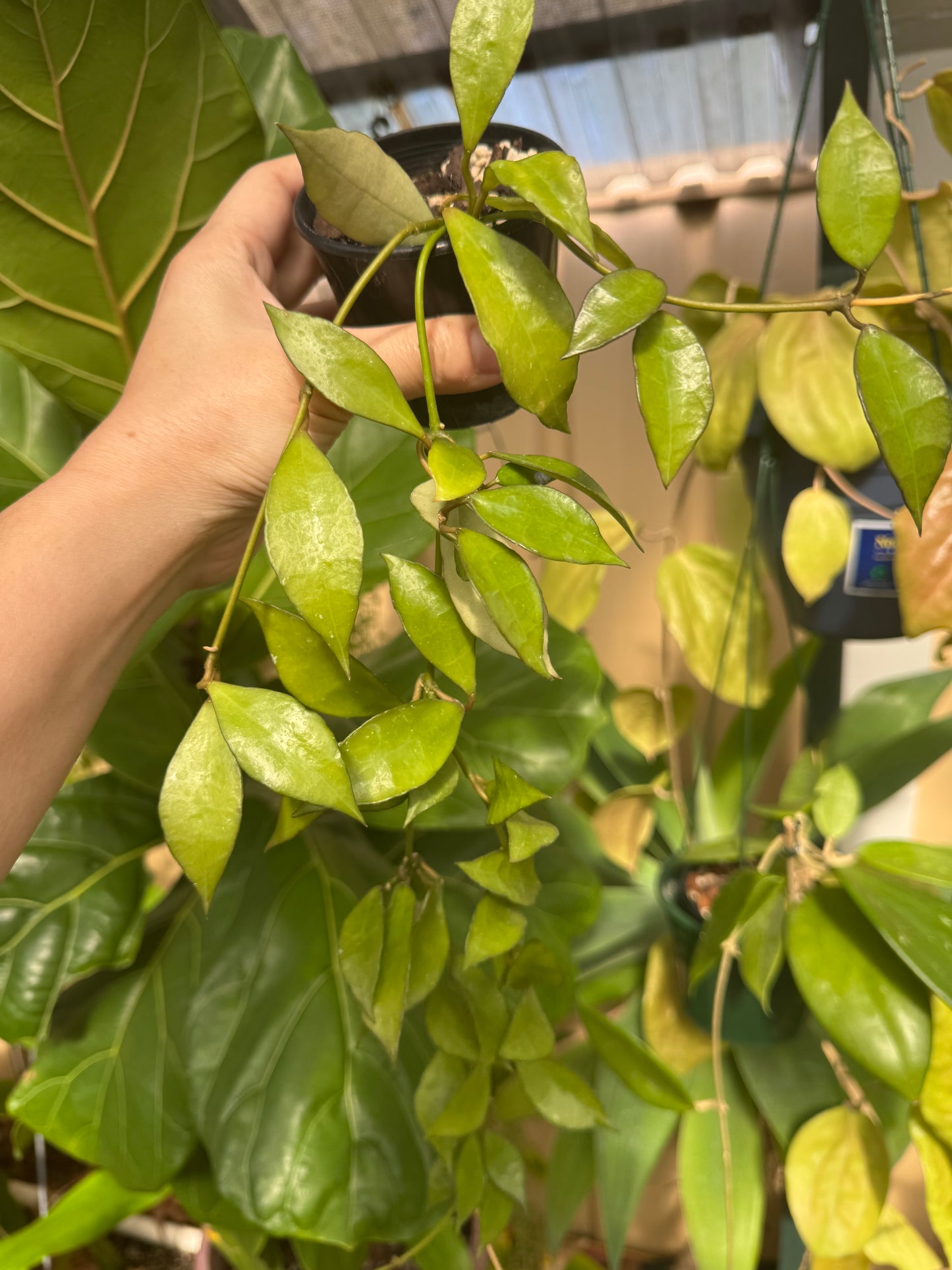Hoya lacunosa giant