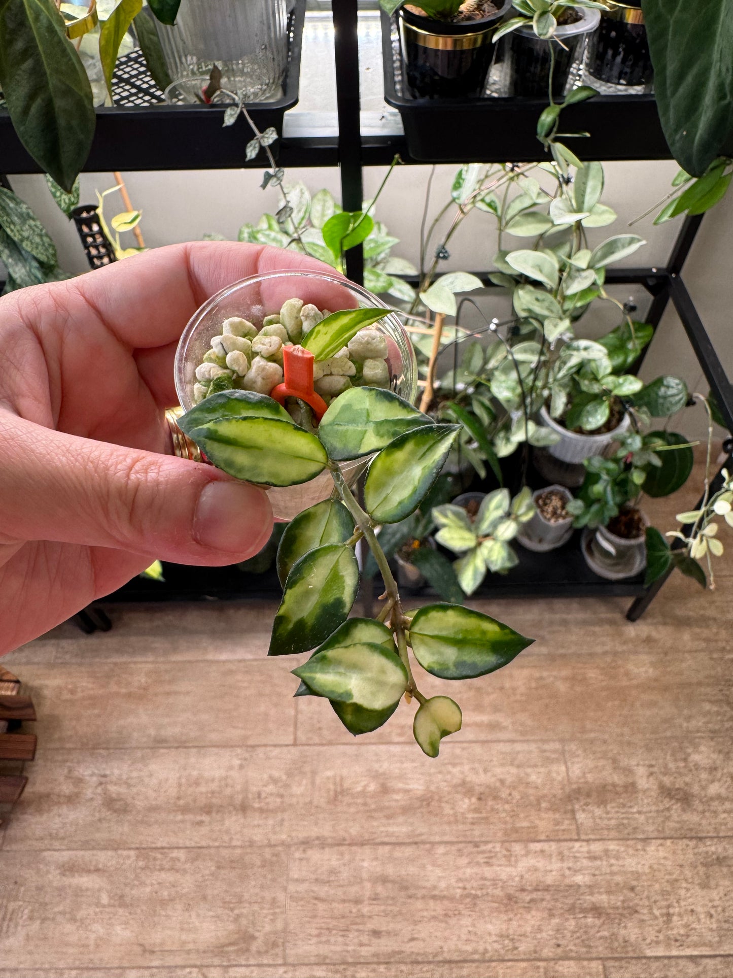 Hoya Lacunosa Bruno