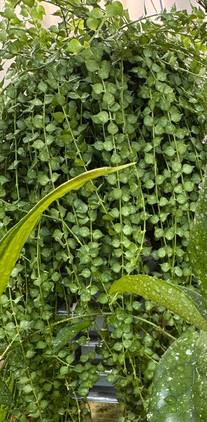 Dischidia ruscifolia million hearts