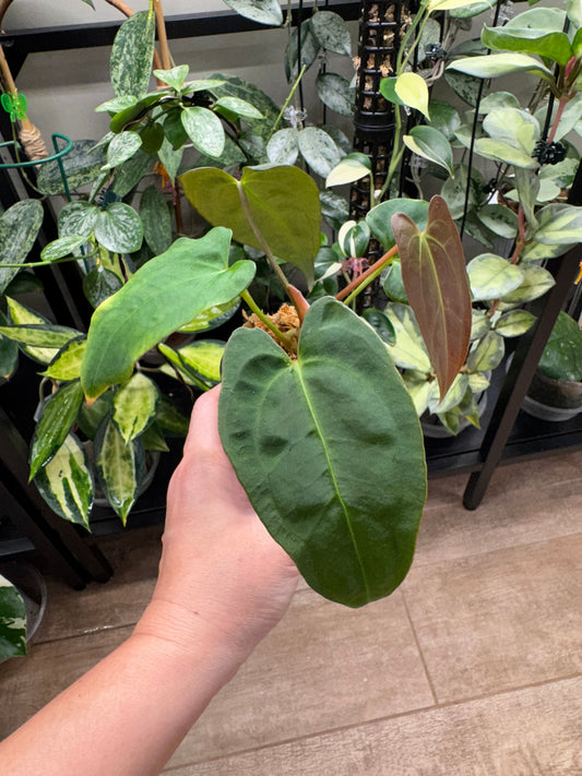 Anthurium black sensation x papillilaminum
