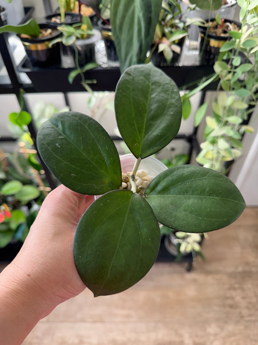 Hoya patcharawalai023 (icensis)