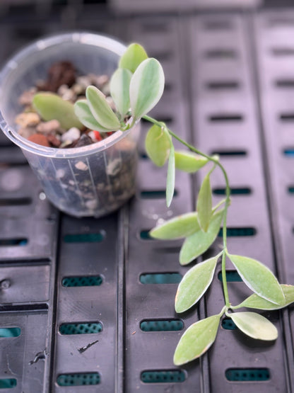 Dischidia oiantha variegated
