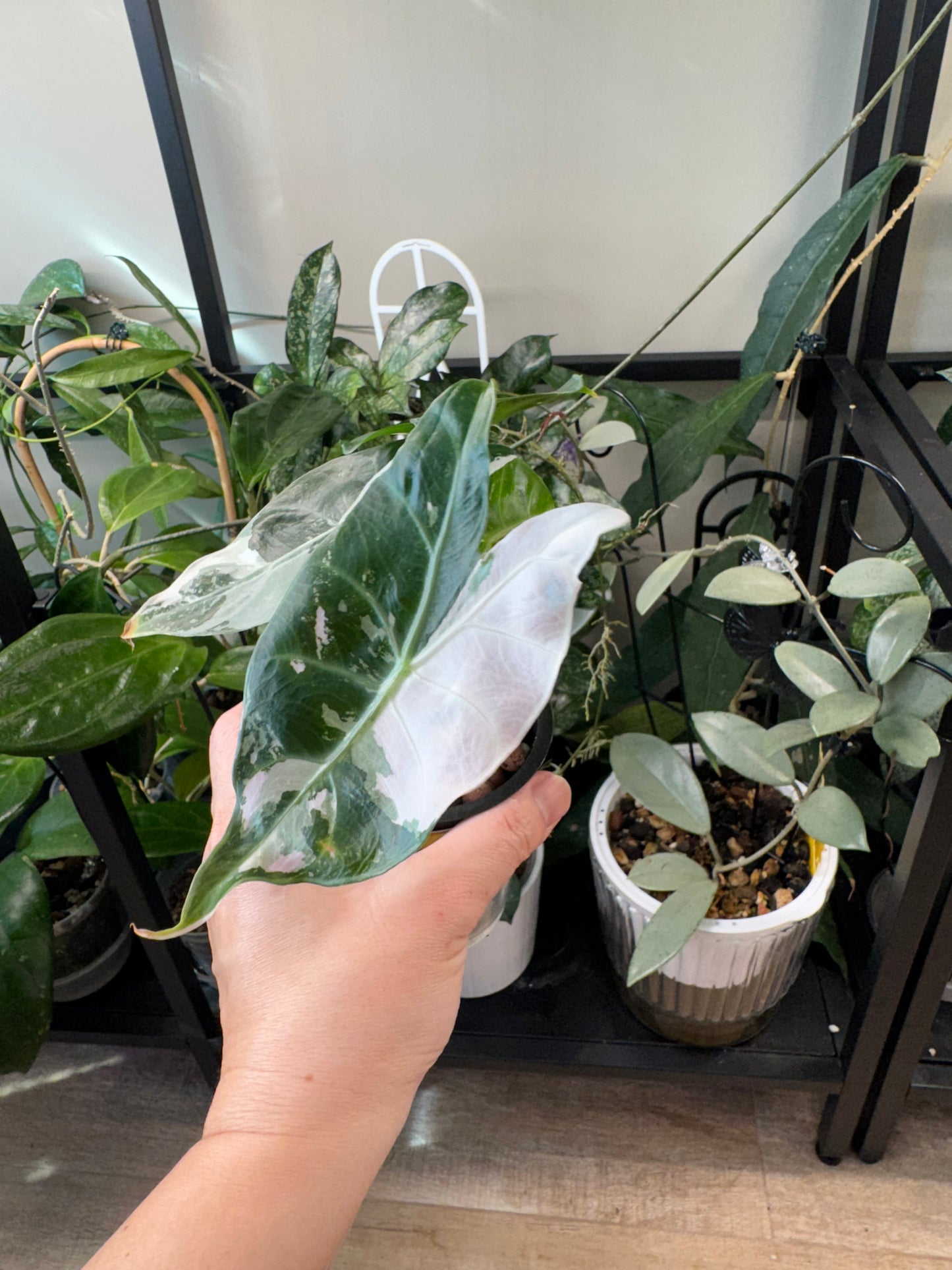 Alocasia pink dragon albo