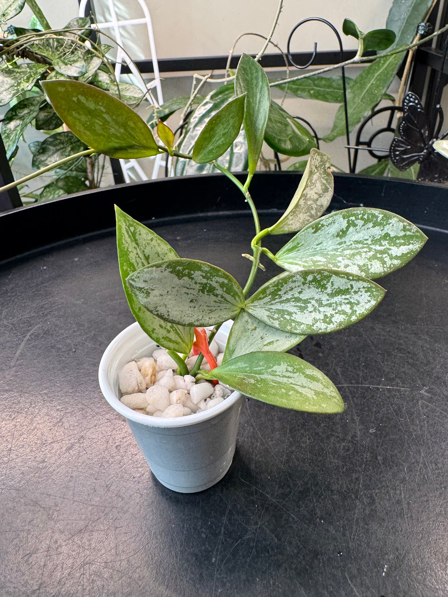 Hoya aff collina sp Papua Silver Splash