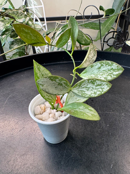 Hoya aff collina sp Papua Silver Splash