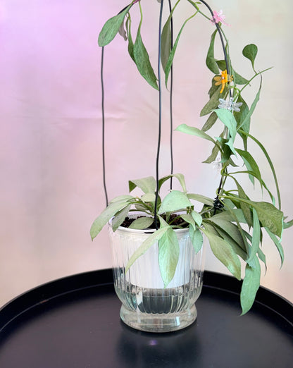 Large clear self watering pot