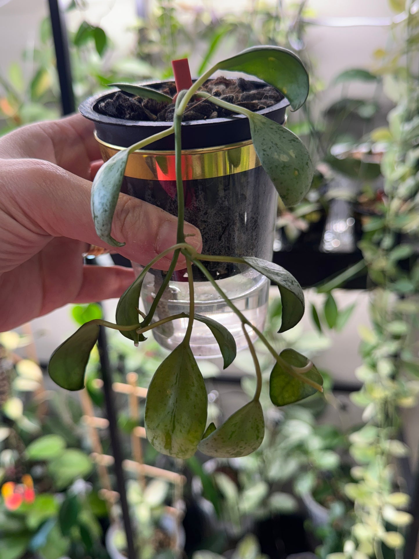 Hoya Lacunosa sulcata