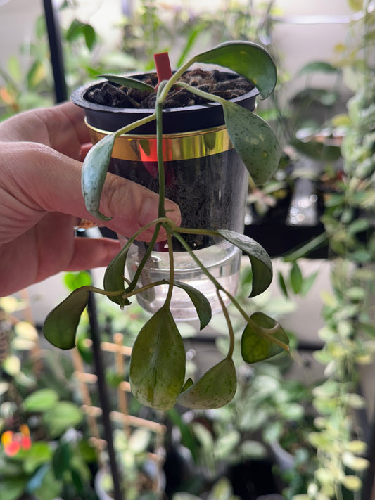 Hoya Lacunosa sulcata