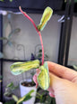Hoya  argentea princess A tip cutting