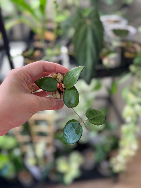 Hoya parasitica black margin