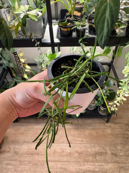 Hoya retusa