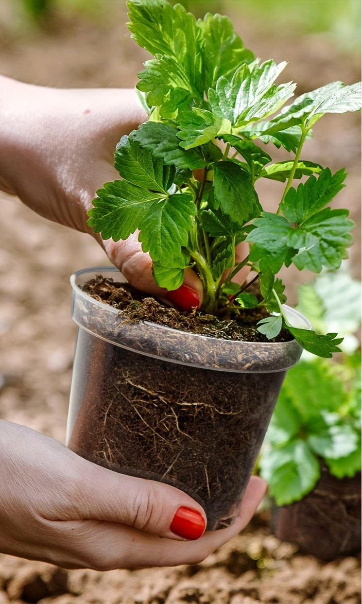 6pcs Clear Nursery Seedling Plant Pots