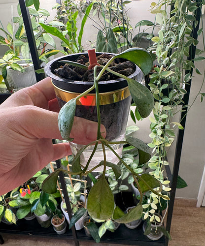 Hoya Lacunosa sulcata