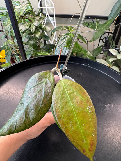 Hoya tequila sunrise