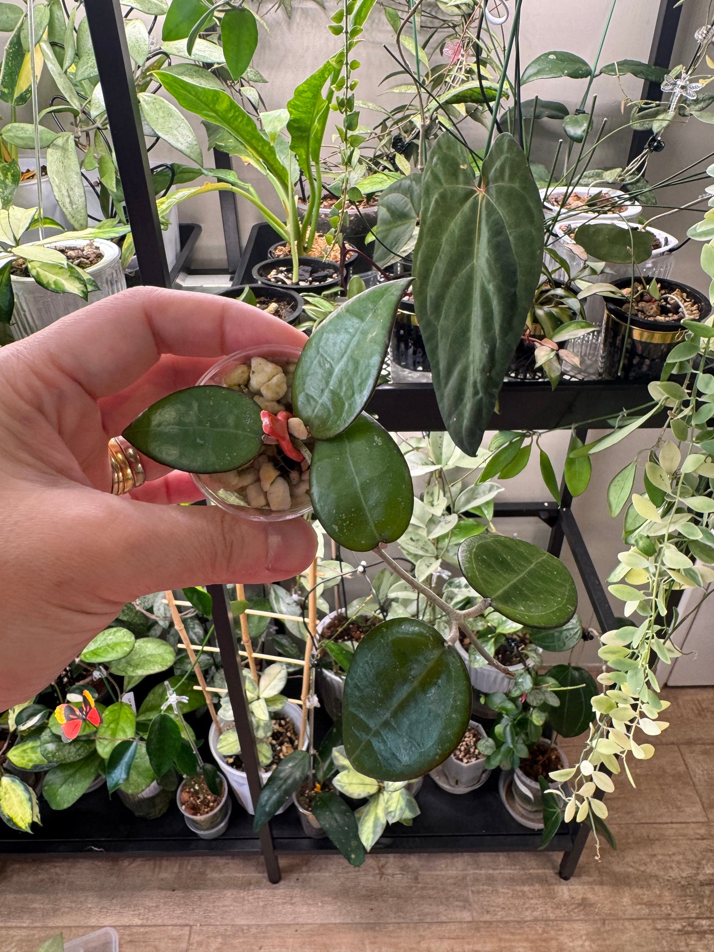 Hoya parasitica black margin