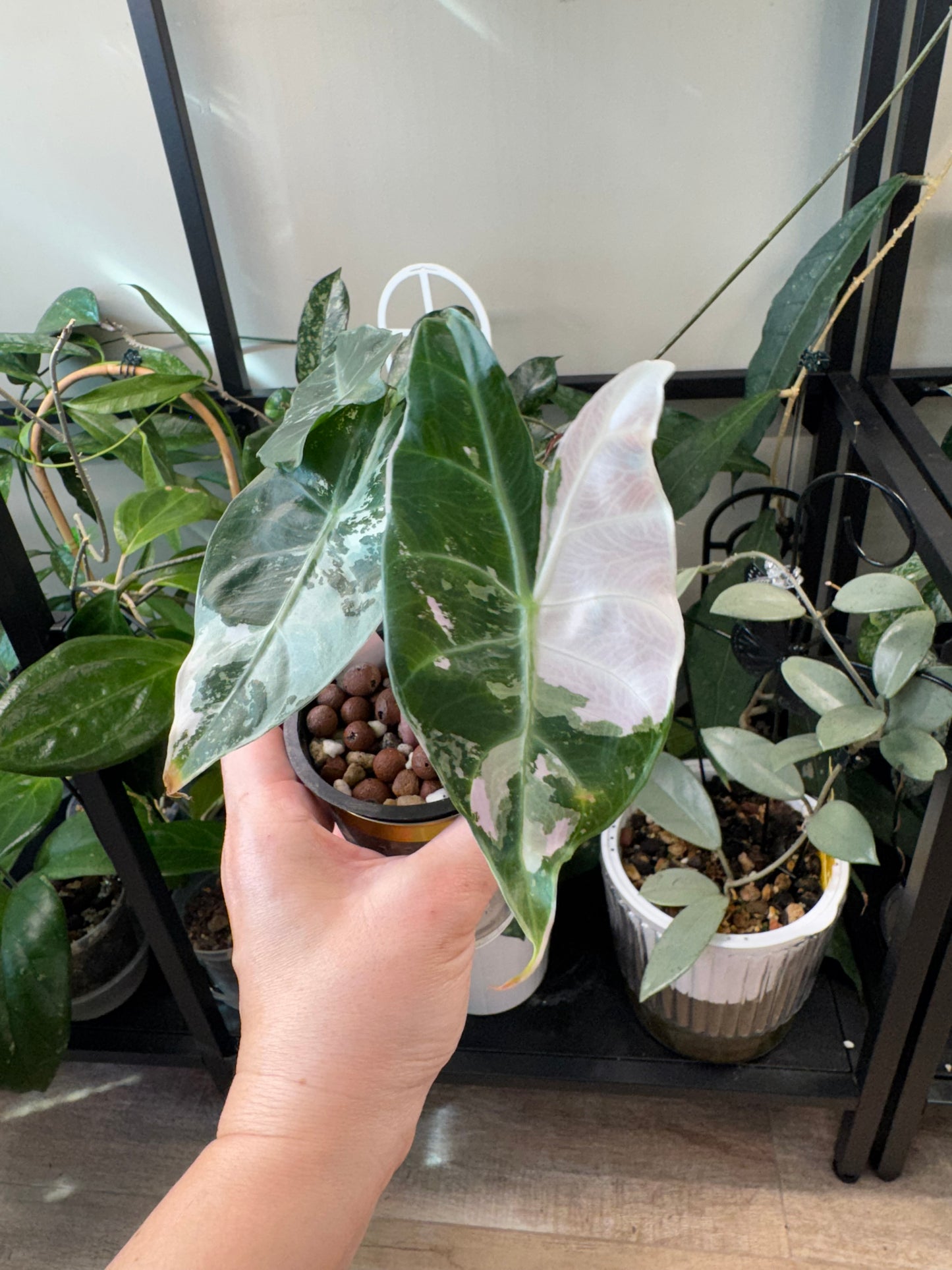 Alocasia pink dragon albo