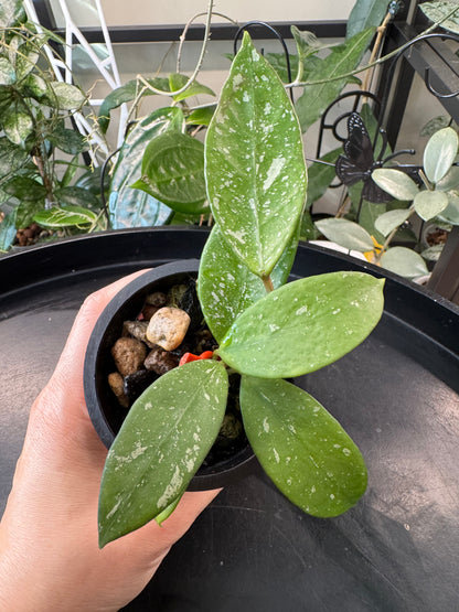 Hoya lai chau splash