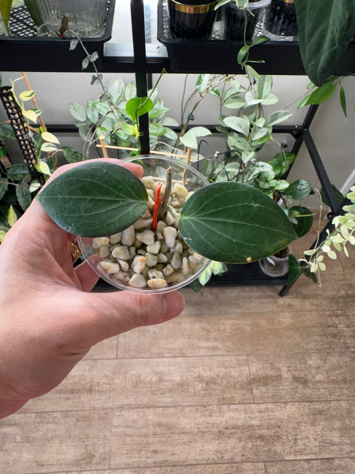 Hoya hellwigiana