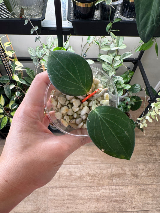 Hoya hellwigiana