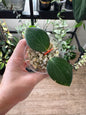 Hoya hellwigiana