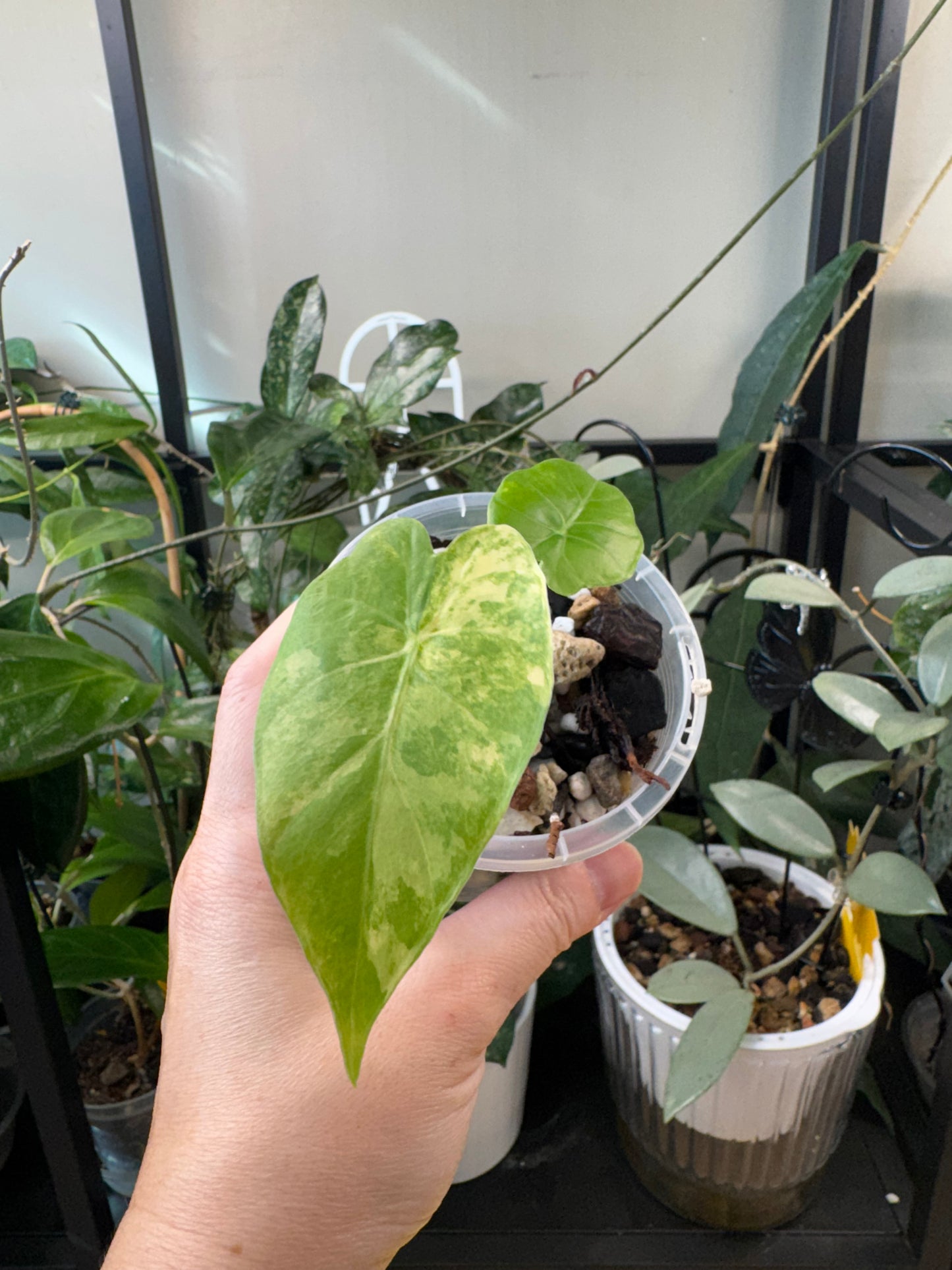 Alocasia gaganteum aurea