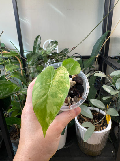 Alocasia gaganteum aurea