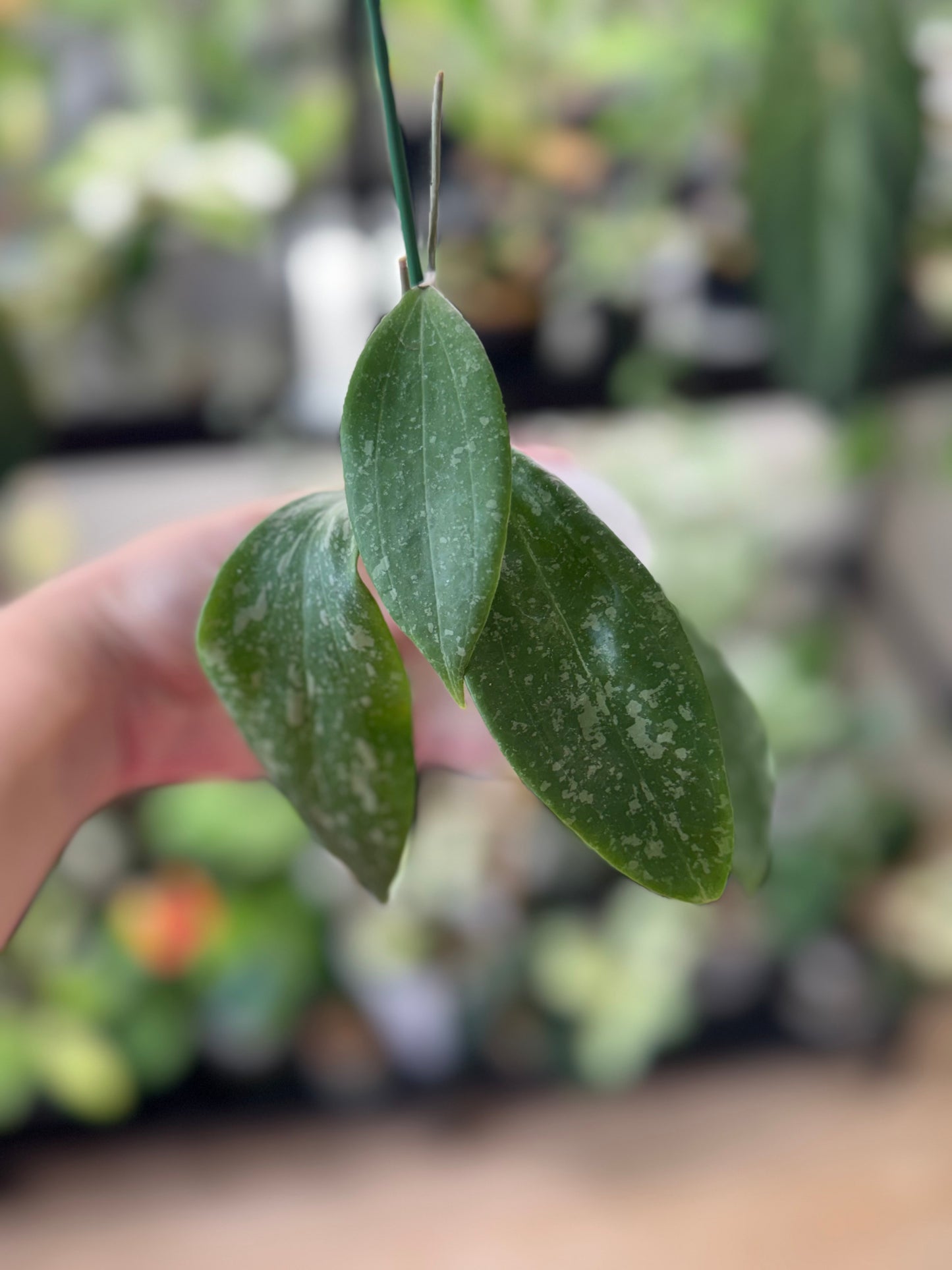 Hoya wibergaie
