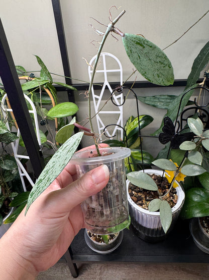 Hoya pubicalyx silver ghost