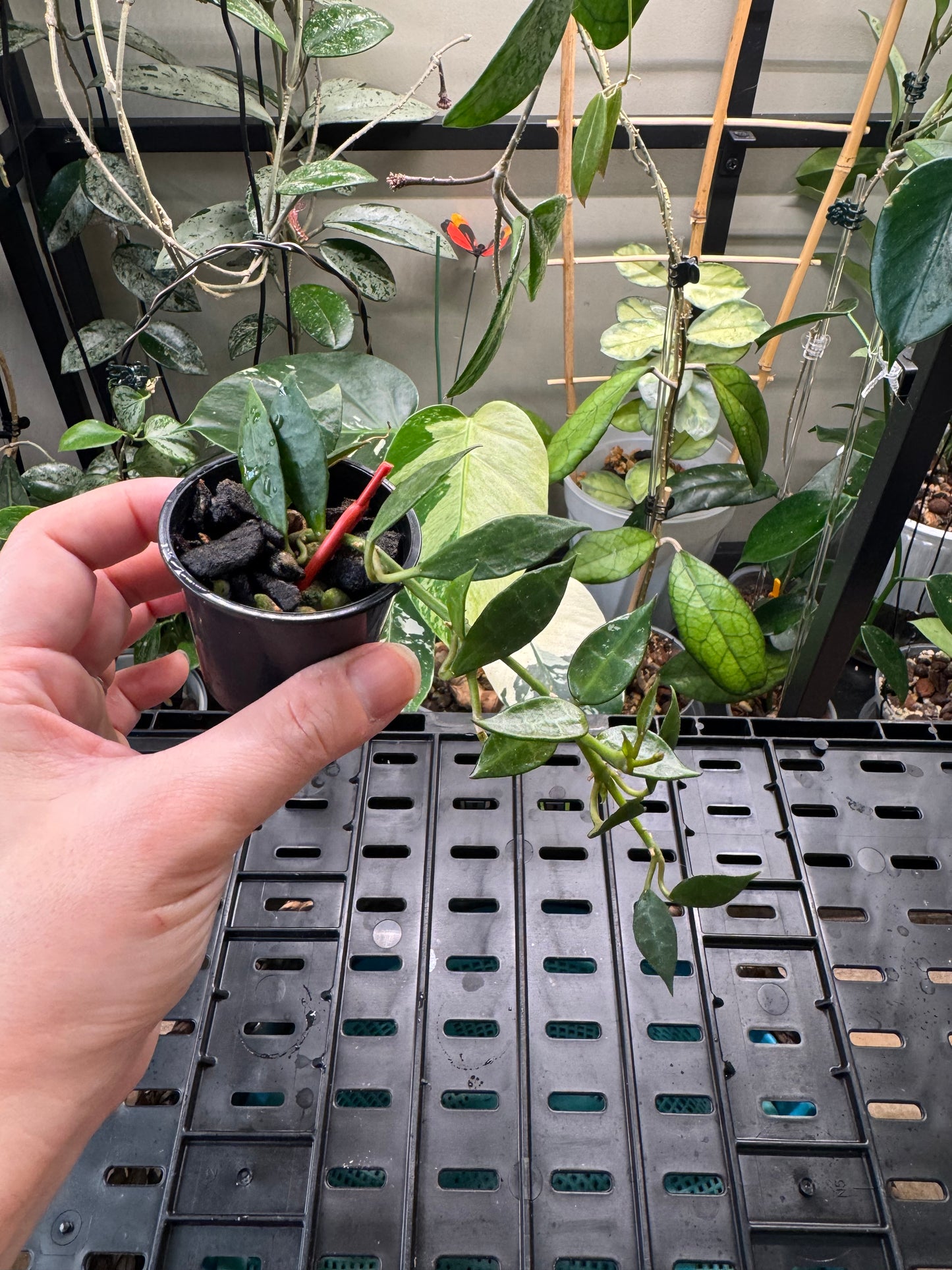 Hoya lacunosa inner v. Reverted