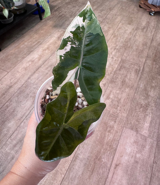 Alocasia pseudo Sandriana bull pink/albo