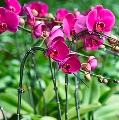 25 pcs Orchid plant stem butterfly grab clip