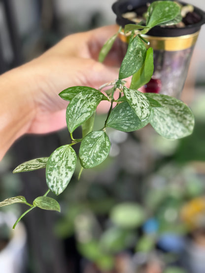 Hoya aff collina sp Papua Silver Splash