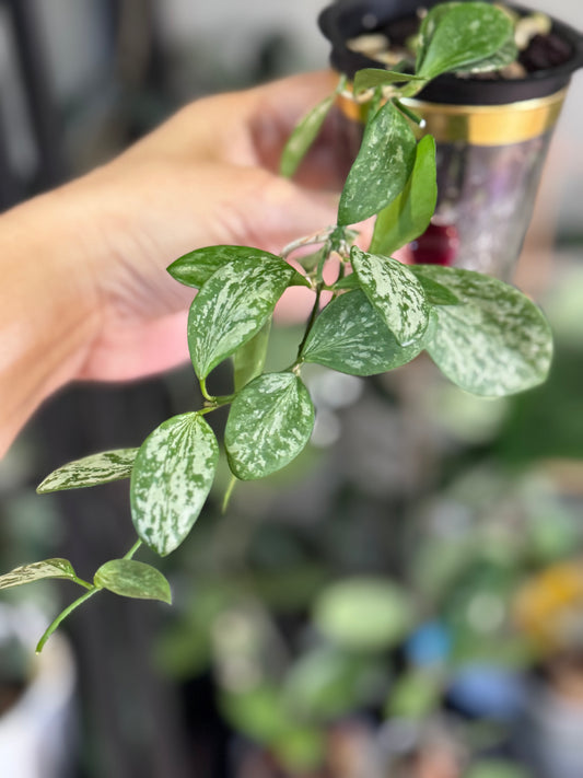 Hoya aff collina sp Papua Silver Splash