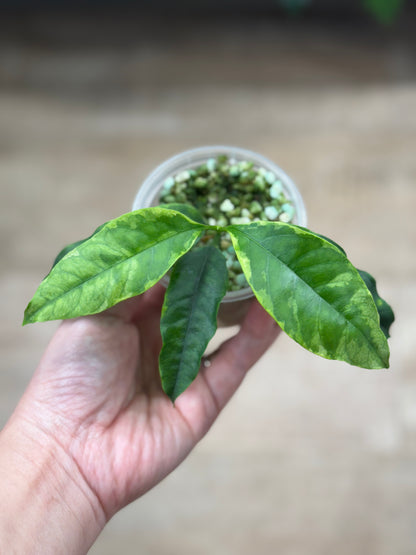 Hoya multiflora outer variegated RARE