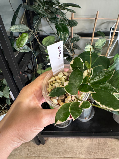 Hoya lacunosa asami wonosobo