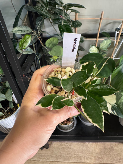 Hoya lacunosa asami wonosobo