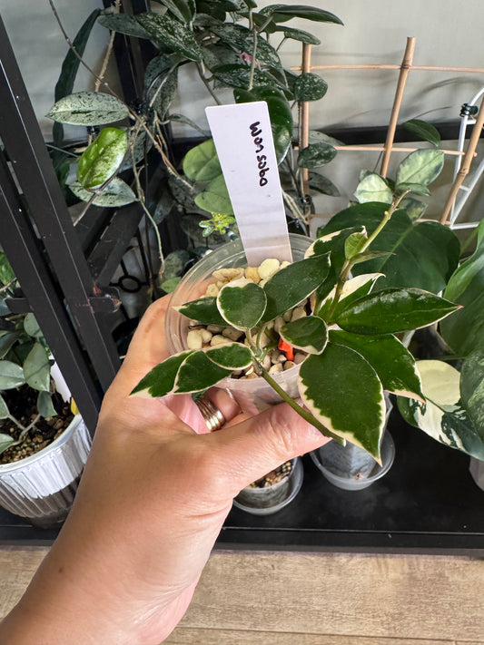 Hoya lacunosa asami wonosobo