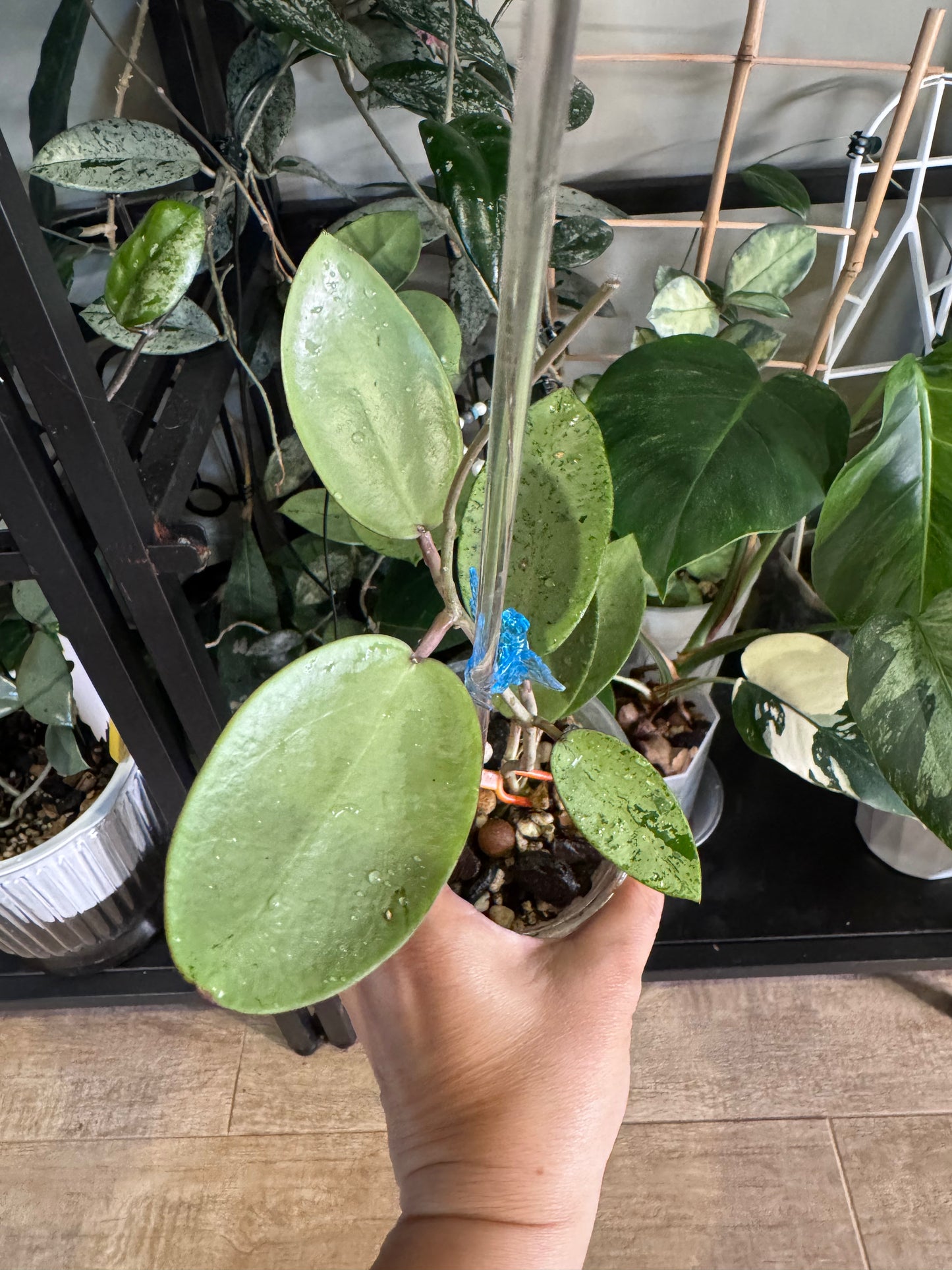 Hoya silver dollar