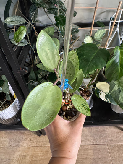 Hoya silver dollar