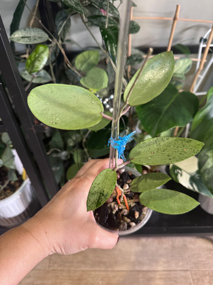 Hoya silver dollar