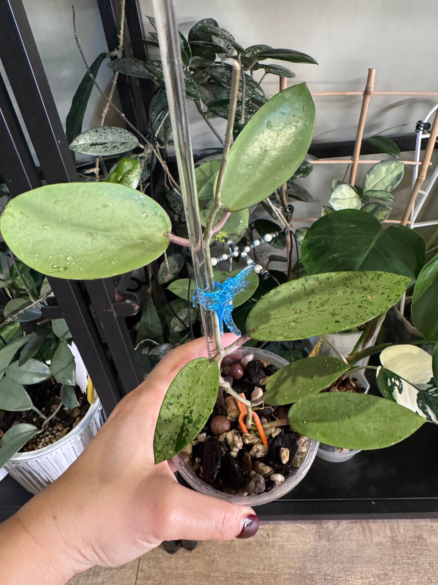 Hoya silver dollar