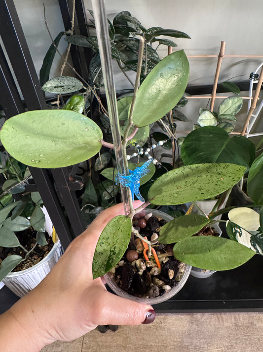 Hoya silver dollar